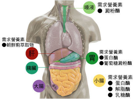 食物不消化原因 消化不良調理方法