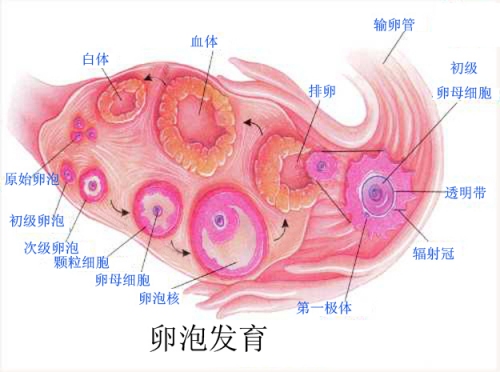 女性排卵期怎么計(jì)算最準(zhǔn)確