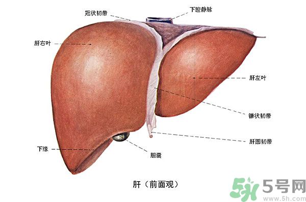 得了脂肪肝該怎么治？脂肪肝對人體危害有多大？