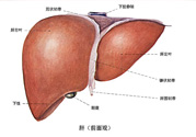 得了脂肪肝該怎么治？脂肪肝對人體危害有多大？