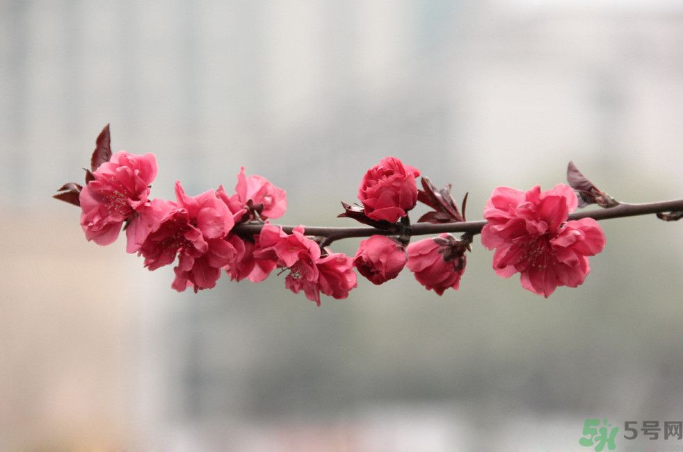 什么花可以凈化空氣？什么花可以減肥？