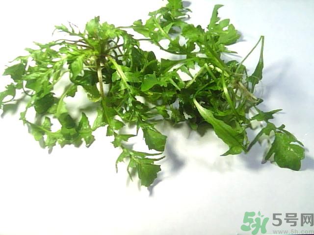 薺菜可以泡水喝嗎？薺菜泡水喝有什么好處？