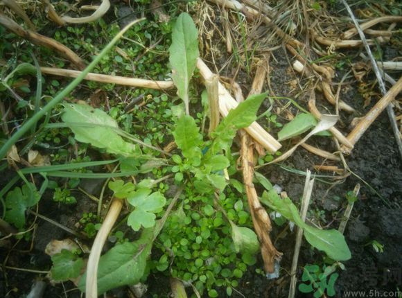 薺菜開(kāi)花了能吃嗎？薺菜花可以吃嗎？