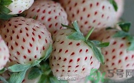 菠蘿莓好吃嗎？菠蘿莓好不好吃？