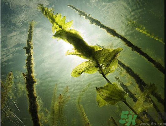 海帶用冷水泡還是熱水泡發(fā)？海帶怎么泡才不會發(fā)硬？