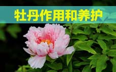 扦插的月季多久會(huì)開花？扦插月季多久可開花？