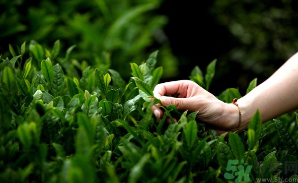 立夏喝什么茶好？立夏不能喝什么茶？