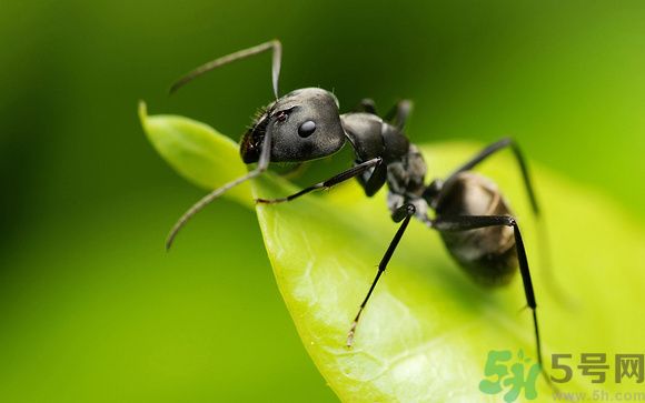 家里有螞蟻怎么辦？驅(qū)除螞蟻的方法是什么？