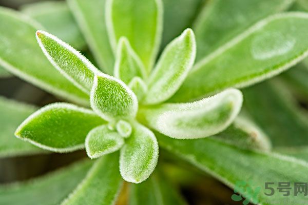 多肉植物需要澆水嗎？多肉植物澆水可以澆到葉子上嗎？