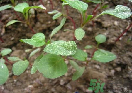 莧菜葉子上有白點(diǎn)是怎么回事？莧菜葉子上有白點(diǎn)可以吃嗎？