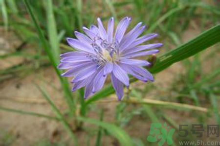 紫花苦菜和黃花苦菜哪個好