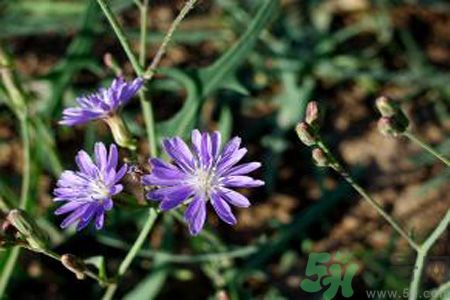 紫花苦菜和黃花苦菜哪個(gè)好