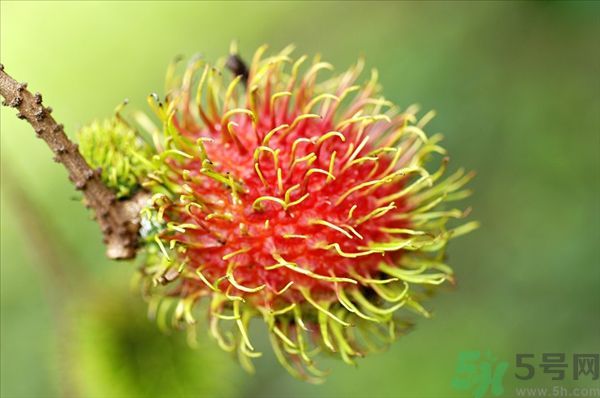 孕婦可以吃紅毛丹嗎？孕婦吃紅毛丹好嗎？