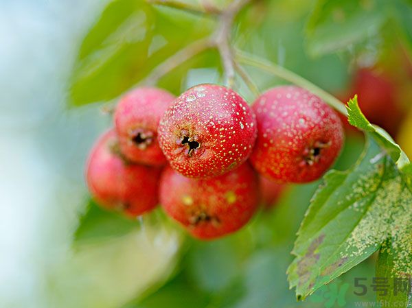 尿酸高能吃山楂嗎？痛風(fēng)能吃山楂嗎？