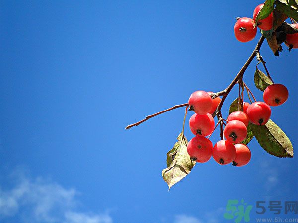 尿酸高能吃山楂嗎？痛風(fēng)能吃山楂嗎？