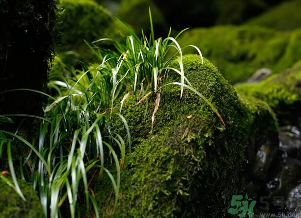 什么樣的菖蒲好？怎樣選購菖蒲？