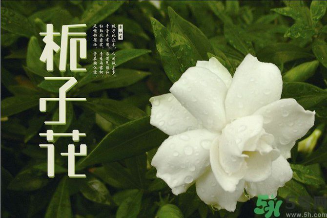 梔子花茶可以補血嗎？貧血可以喝梔子花茶嗎？