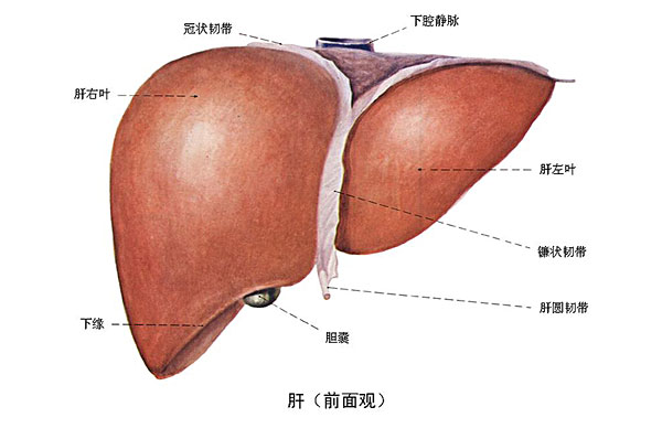 臉上長痘能吃南瓜嗎？臉上長痘吃南瓜好不好？