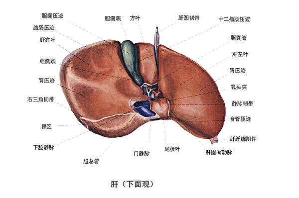 臉上長痘能吃南瓜嗎？臉上長痘吃南瓜好不好？