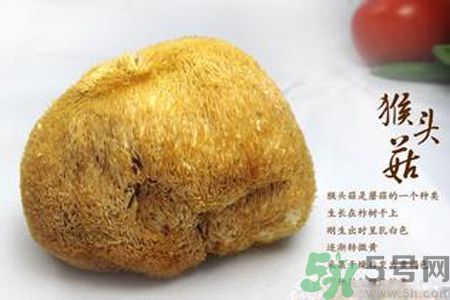 猴頭菇是發(fā)物嗎？猴頭菇是不是發(fā)物？