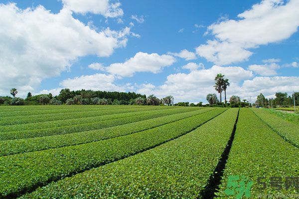 綠茶可以去黑眼圈嗎？綠茶去黑眼圈的方法