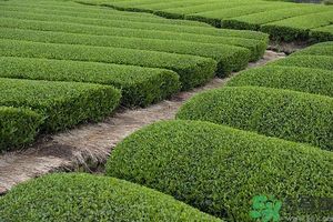 綠茶可以去黑眼圈嗎？綠茶去黑眼圈的方法