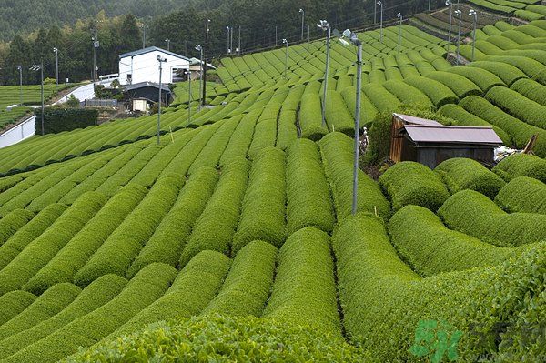 綠茶可以去黑眼圈嗎？綠茶去黑眼圈的方法