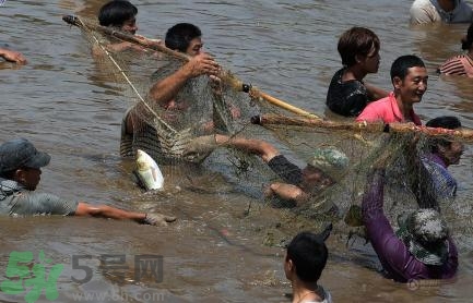 發(fā)洪水怎么抓魚？發(fā)洪水時(shí)的抓魚方法