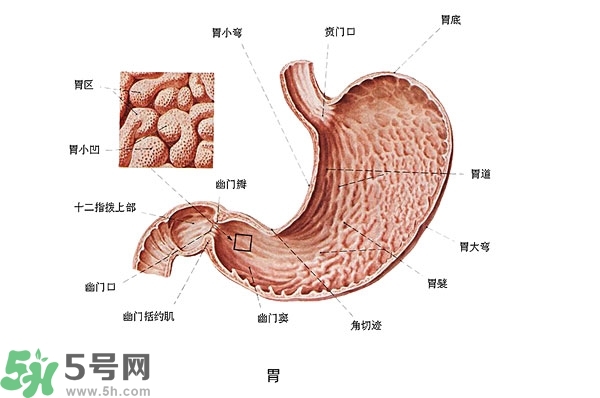 防胃癌的食物有哪些？多吃什么預(yù)防胃癌？