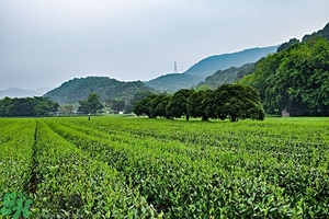 綠茶是酸性還是堿性?綠茶是酸性的嗎？