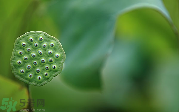 蓮子芯泡茶有什么功效？蓮子心的功效與作用