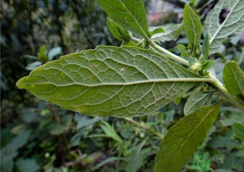 鹿活草哪里有賣?鹿活草貴么