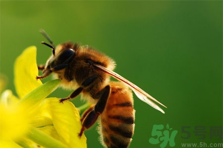 被蜜蜂蟄了怎么辦？被蜜蜂蟄了如何處理？