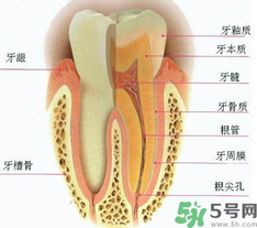 牙齒根管治療多少錢？根管治療一顆要多少錢？