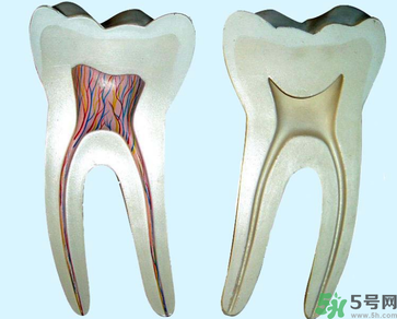 牙齒根管治療多少錢？根管治療一顆要多少錢？