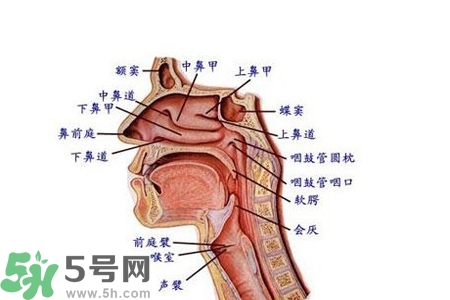 慢性咽炎的發(fā)病因素？慢性咽炎的并發(fā)癥有哪些？