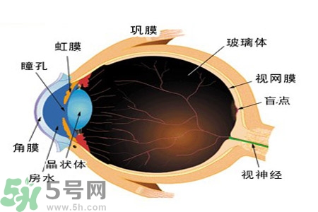 近視眼的護(hù)理措施？近視眼的飲食護(hù)理？