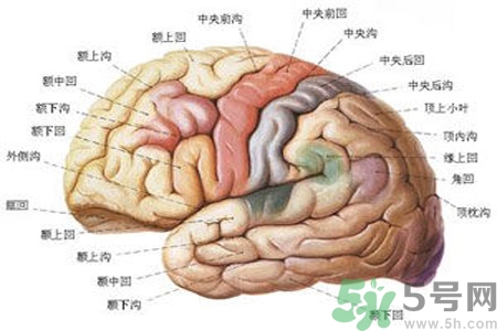 腦出血的治療方法是什么？腦出血可以用哪些藥物治療？