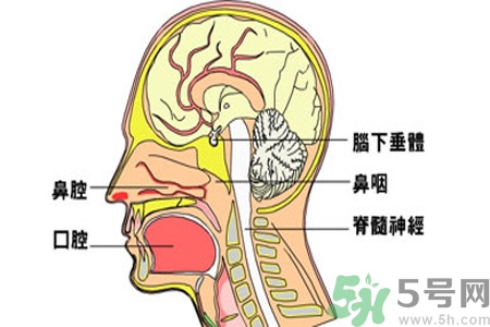 鼻咽癌的治療方法是什么？鼻咽癌可以用什么藥物治療？