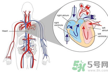 如何預(yù)防心臟病？心臟病的禁忌癥有哪些？