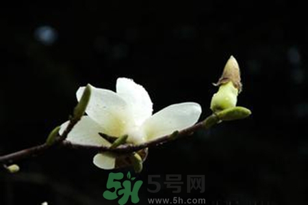 優(yōu)曇花是什么花？優(yōu)曇花現(xiàn)實中有嗎？