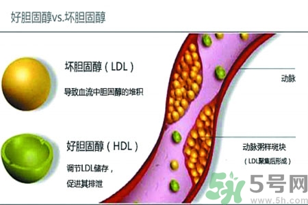 人體中的膽固醇分好壞嗎？如何區(qū)分膽固醇的好壞？