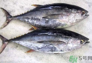 金槍魚的營養(yǎng)價(jià)值 金槍魚的功效與作用及食用方法