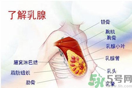 乳頭為什么會疼痛？乳頭疼痛怎么辦？