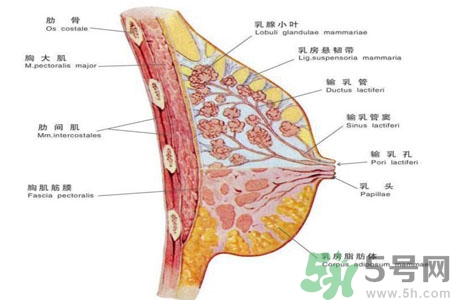 如何預(yù)防女性乳頭痛？女性需注意乳房的哪些問(wèn)題？