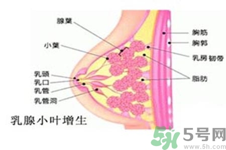 乳房脹痛的原因？乳房脹痛怎么辦？