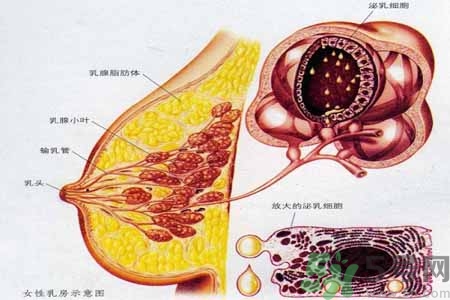 乳腺增生可以懷孕嗎？如何預(yù)防乳腺增生？