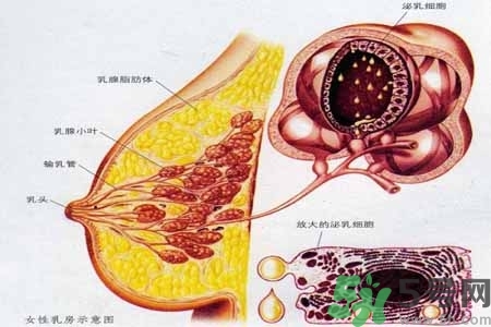 乳腺增生治療方法是什么？乳腺增生的檢查方法有哪些？