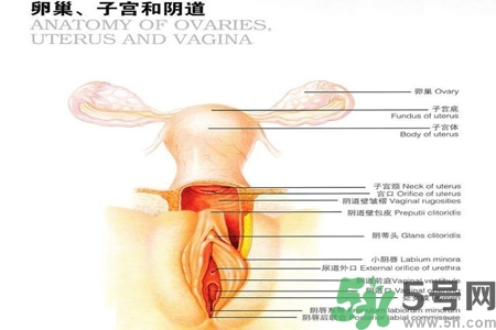 陰道出血和什么有關(guān)？陰道出血的應(yīng)急措施有哪些？