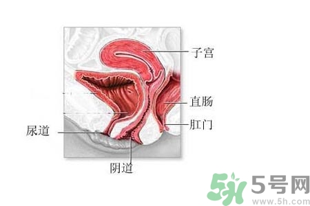 陰道松弛是什么？陰道松弛的癥狀有哪些？